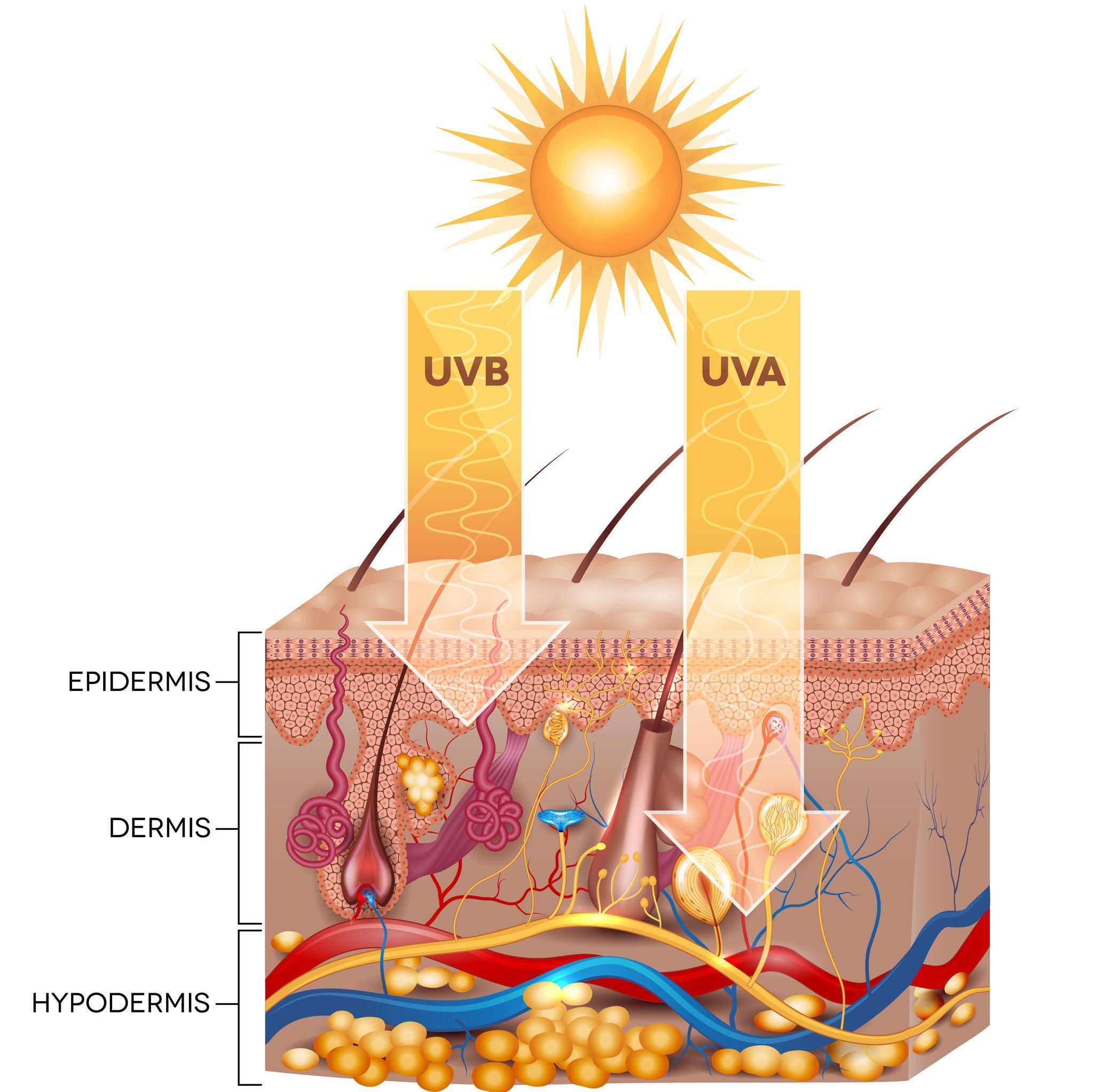 gymsegbë Habaek Sun Protection SPF 50 Moisturizer